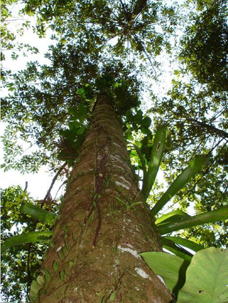 Virola koschnyi Nome comum: Fruta Dorada Habitat: Floresta Húmida Tropical Precipitação: 2000-5000 mm Temperatura média: 24 C Altitude: 0-600 m Distribuição: América Central até o Panamá Família: