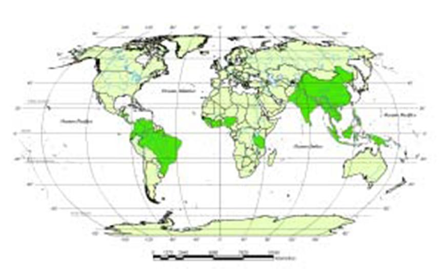 PAÍSES PLANTADORES Além dos asiáticos (maiores produtores), outros países tropicais,