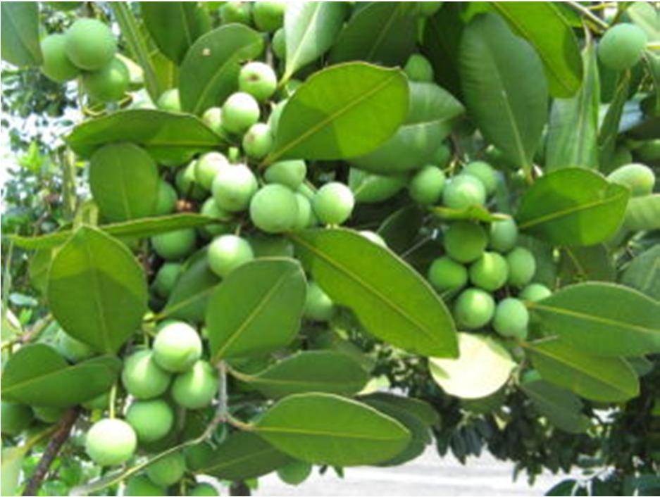 CLASSIFICAÇÃO BOTÂNICA De acordo com o sistema de classificação de Cronquist, a taxonomia de Calophyllum brasiliense obedece à seguinte hierarquia: Divisão: Magnoliophyta (Angiospermae) Classe: