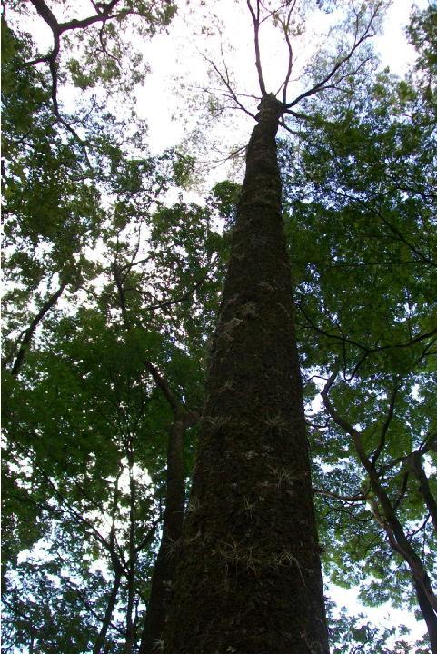 JEQUITIBÁ ROSA Cariniana legalis Nomes Populares: jequitibá-rosa, jequitibávermelho, jequitibá-grande, apucaia-de-apito, paucarga, jequitibá-cedro, estopa, pau-caixão, congolode-porco Família: