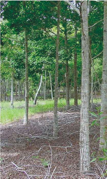 JEQUITIBÁ ROSA Cariniana legalis Folhas: alternas, simples, oblongas, com bordos ligeiramente serreados, de 3 a 6,5 cm de comprimento, base da lâmina foliar com pequena dobra voltada para a face