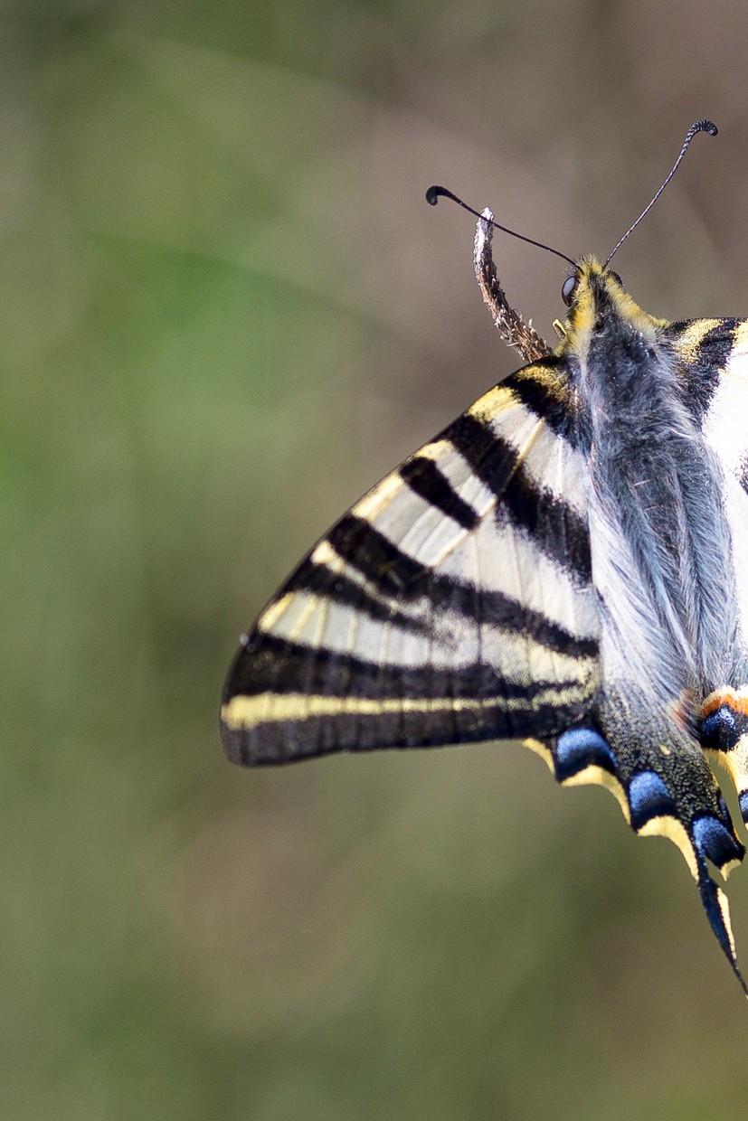 Publicação de dados de biodiversidade através do GBIF