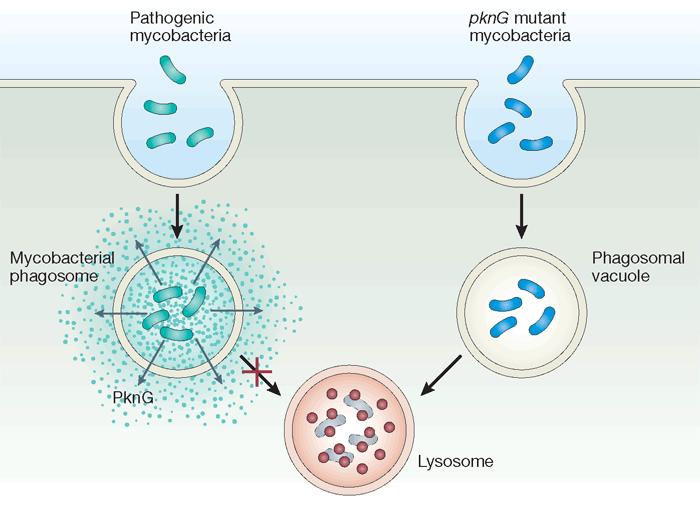 Outras bactérias e Warner & Mizrahi, 2007. Nature Medicine 13, 282-284 A maioria das bactérias e micobactérias não patogênicas são rapidamente mortas quando fagossomo fundi-se com lisossomos.