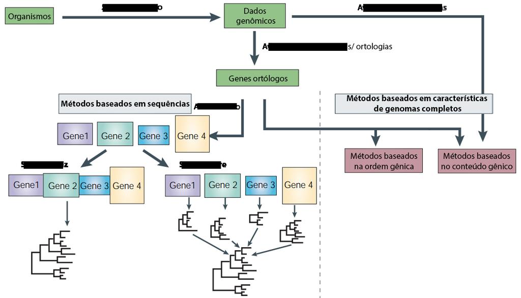 33 Figura 5 Resumo das etapas para se realizar a inferência filogenética a partir de dados genômicos Fonte: adaptado de Delsuc, Brinkmann e Philippe (2005) genomas.