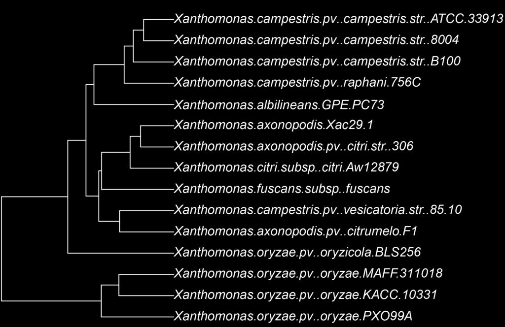 coeficiente de agrupamento (B); um componente composto por um único gene de cada um dos 15 genomas (C); e um componente com