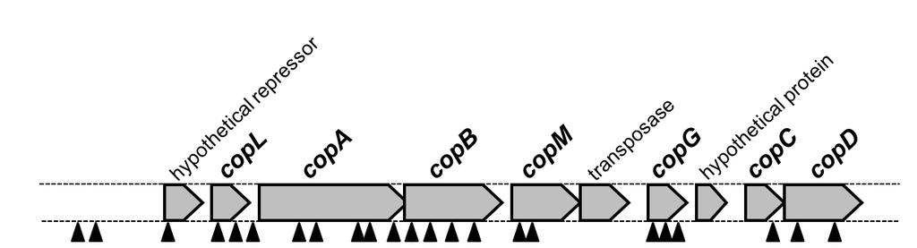 Resistência ao cobre Genes responsáveis pela resistência X. citri subps. citri X. alfalfae subsp. citrumelonis Behlau et al., 2011, Applied & Environm.