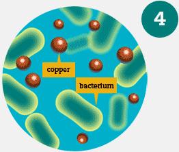 Bactericida cúprico Cobre também é vital Essencial à maioria dos organismos + 30 proteínas que contém cobre conhecidas Formação do colágeno, síntese de melanina, cofator enzimático, transporte de