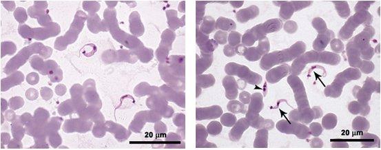 hospedeiros vertebrados; culturas de células infectadas; cultivo axênico (metaciclogênese in vitro). Figura 1 e 2.