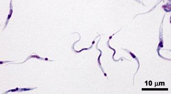 (metaciclogênese in vitro) Fonte: FIOCRUZ Amastigota: forma arredondada, com cinetoplasto em forma de barra ou bastão na região anterior ao núcleo,