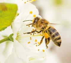 VISITA AO CAMPO Condições dos apiários: Alimentação das abelhas Verão Outono Estações do Ano em que ocorreu a visita ao campo Alimentação das abelhas Não oferecem Oferecem somente quando necessário