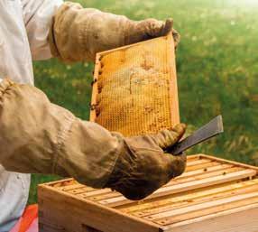 VISITA AO CAMPO Condições dos apiários: número das caixas nos apiários Número de caixas de abelhas no apiário Até De a De a De a Mais de ANO Ago/ a Mai/ Apiários 9, 8,8 8,8,, ANO ANO ANO Jun/ a Mai/