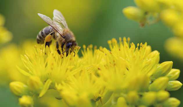 polinização realizado por abelhas; a proteção das abelhas e do meio ambiente e o respeito à apicultura.