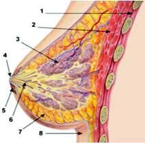 A drenagem linfática da mama é complexa e de particular interesse devido ao seu potencial de disseminação à distância e a seu valor prognóstico e terapêutico na evolução do câncer de mama.