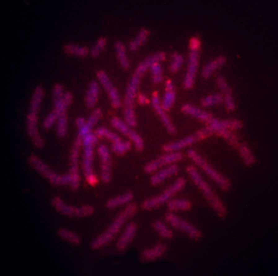Rhipidomys macrurus (Experimentos I e II) A hibridação da sonda de Rhipidomys mastacalis a cromossomos de R. macrurus fêmea resultou na marcação de todos os cromossomos.