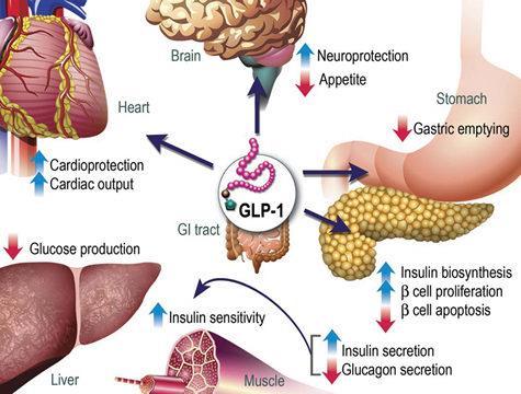 GLP-1 (peptídeo