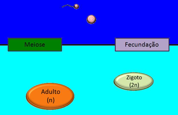 Célula diplóide (2n) Divisão celular Esporos (n) Gametas (n) Não há Célula haplóide (n) intérfase C D