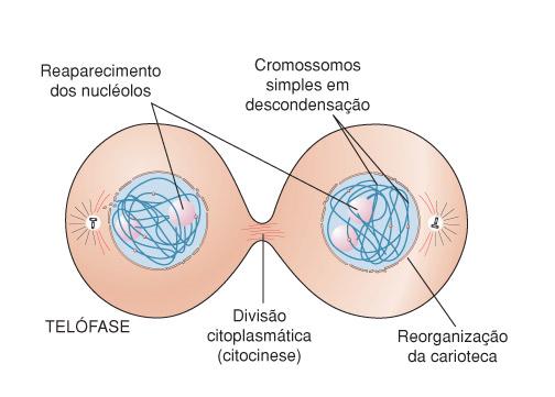simples (cromátides irmãs) puxadas para os pólos da célula. 4.