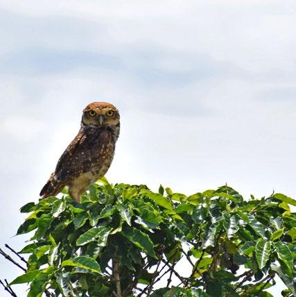 Contribuímos com o plantio de novas mudas da Mata Atlântica e trabalhamos com o uso