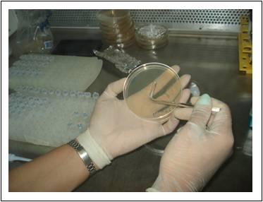 52 FIGURA 3.16 Procedimento de semeadura do meio com os microganismos na placa de Petri.
