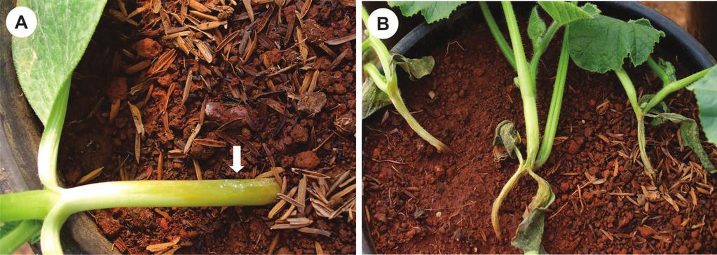 Reção e genótipos e óor e morngs Phytophthor psii isolos mis gressivos form e 43. Experimentos II e III Reção os genótipos P.