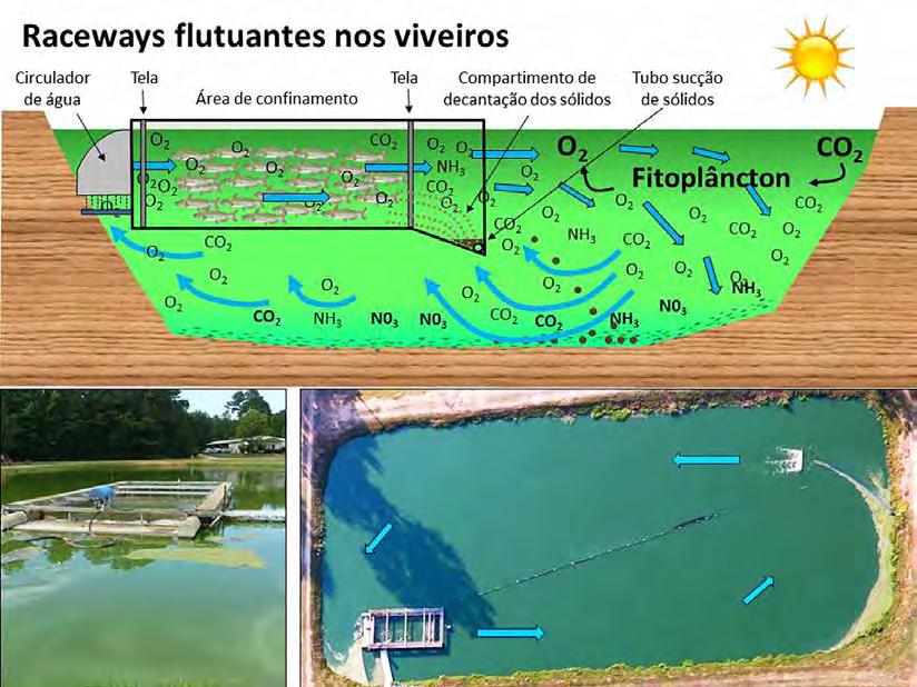 Produção segura em viveiros - 5 " O planejamento de novos empreendimentos de cultivo de peixes em viveiros deve contemplar possibilidades como essas, com um desenho de tanques e canais que permita