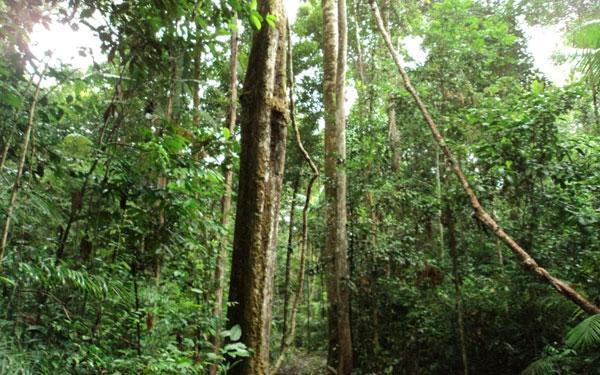 Floresta Equatorial Vegetação: Floresta Amazônica,