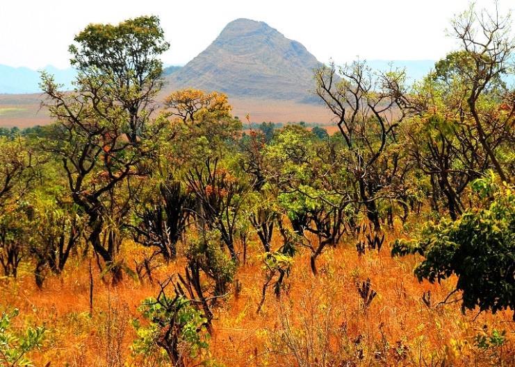 Cerrado Ecossistemas: da savana.