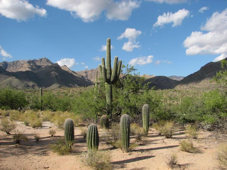 Caatinga Clima: semiárido, elevadas temperaturas, chuvas escassas e irregulares.