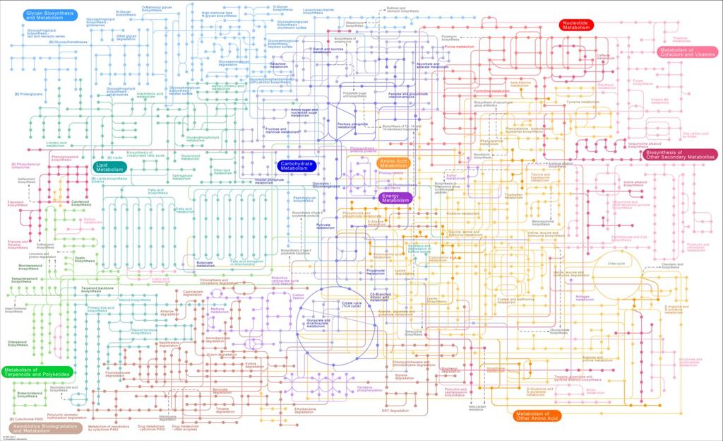 KEGG conjunto de bases de dados de proteínas, hierarquias, ontologias, ortologias e vias metabólicas