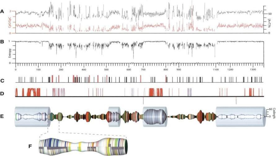 Genoma de Eimeria tenella Complexidade: ~50-55 milhões de pares de bases Conteúdo GC: ~ 53% Cariótipo: 14 cromossomos, variando de 1 a 6 milhões de pb Número estimado de genes: ~ 8.