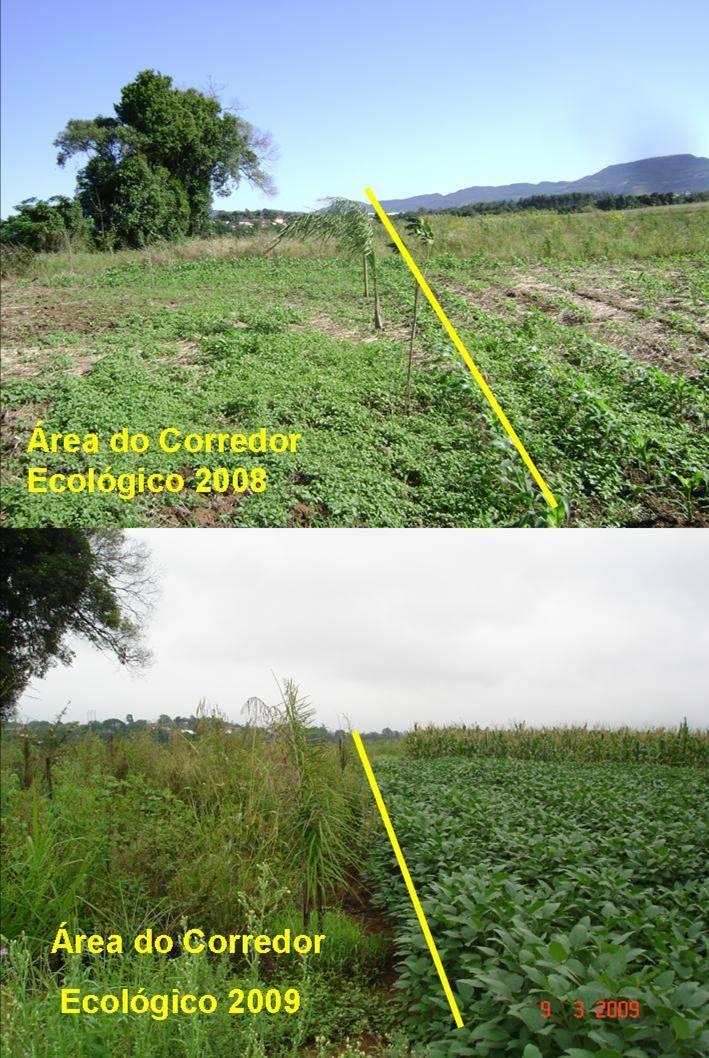 Imagem comparativa, quando o produtor deixou de plantar na área destinada à formação do Corredor 2.