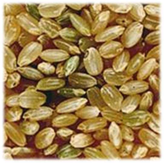 Arroz integral Subproduto originado do beneficiamento do grão de arroz sem casca Estão presentes pequenas quantidades de (casca), gérmen, fragmentos de