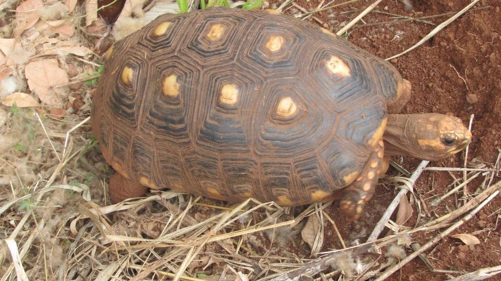 parda (Puma concolor), da herpetofauna, como a jiboia (Boa constrictor), cascavel (Crotalus sp.) e o jabuti-tinga (Chelonoidis sp.