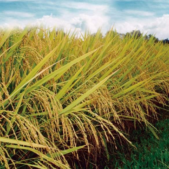 ARRANJOS PRODUTIVOS LOCAIS (APLs) APL ALIMENTOS Localizado em Pelotas, o APL é formado por uma histórica base produtiva de agricultores.