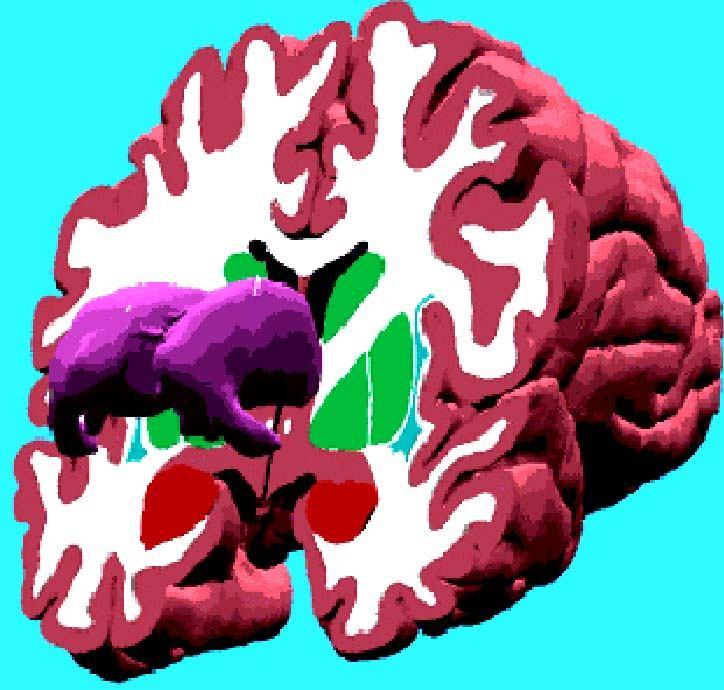 ANATOMIA MACROSCÓPICA DO DIENCÉFALO DIENCÉFALO HIPO: onde se localizam os corpos mamilares, o túber cinéreo, o infundíbulo da hipófise, a neurohipófise e o