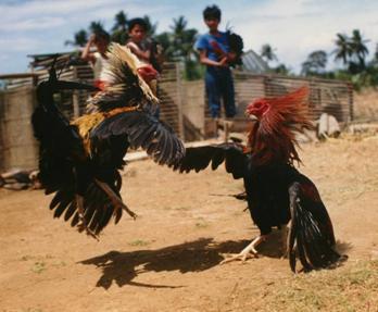 Transmissão animal Contato direto com fezes ou descargas respiratórias Contaminação do