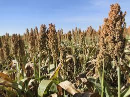 SORGO Em comparação com o grão de milho: - 90 a