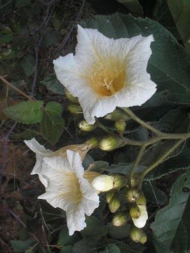 Conocliniopsis prasiifolia