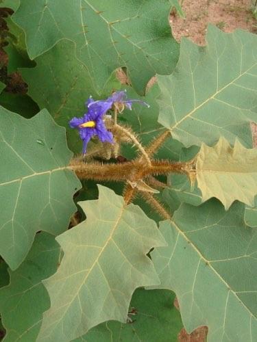 marginatum 22 Solanum