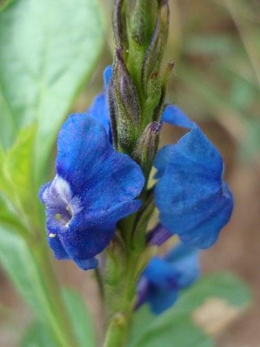 org] [989] version /208 8 26 Turnera scabra TURNERACEAE