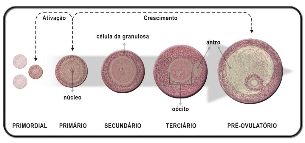 através do fornecimento de milhares de oócitos para a produção in vitro de embriões, bem como para as demais biotécnicas reprodutivas.