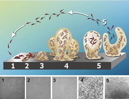 Formação de Biofilme de Pseudomonas aeruginosa Biofilmes: estrutura Mecanismos de dispersão de