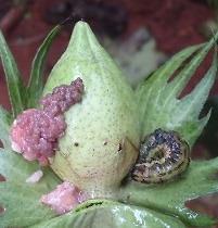 No algodão safra é comum encontrar plantas com sintomas de doenças como mancha de ramulária e mofo branco, porém nota-se maior incidência de doenças como mancha angular,