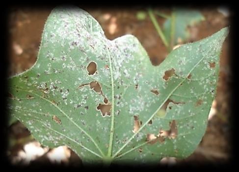 Foto 16; 17; 18 e 19. Folhas de algodão com sintomas de doenças.