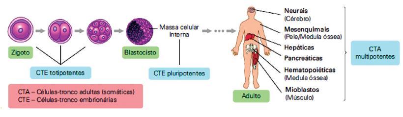 CÉLULAS-TRONCO As células-tronco são células indiferenciadas, que podem se dividir em células