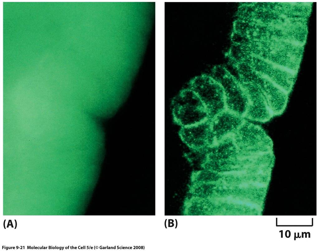 óptica confocal