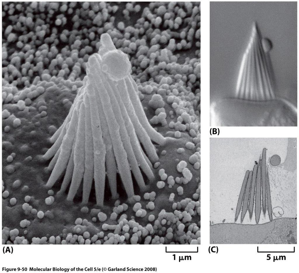 Estereocílios de uma célula do ouvido interno de um