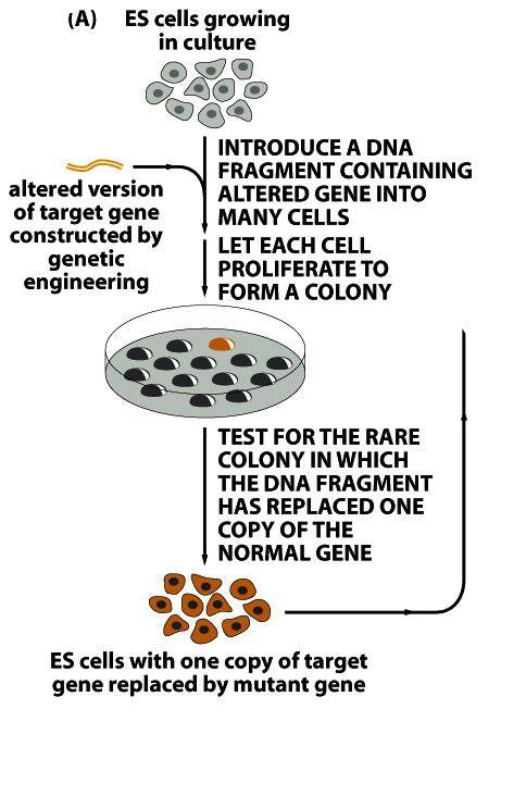 Células-tronco embrionárias DNA exógeno