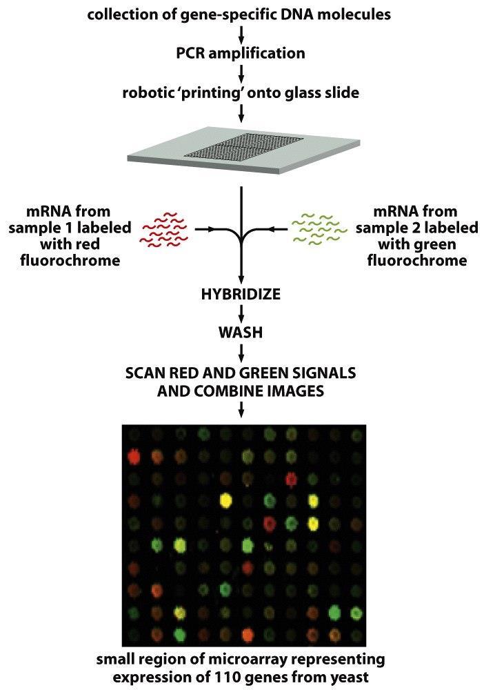 Microarrays de DNA Genes sobre uma lâmina (DNA)