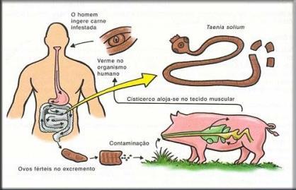 penetração da larva na pele carne de porco/boi